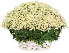 Цветочная композиция из Ромашки в корзине #REPLACE_PRED# Киржаче